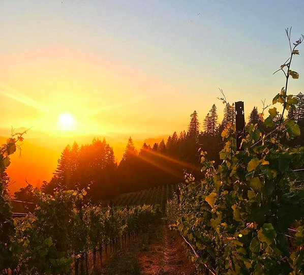 Red Car Wine Sunset over Vineyard in California
